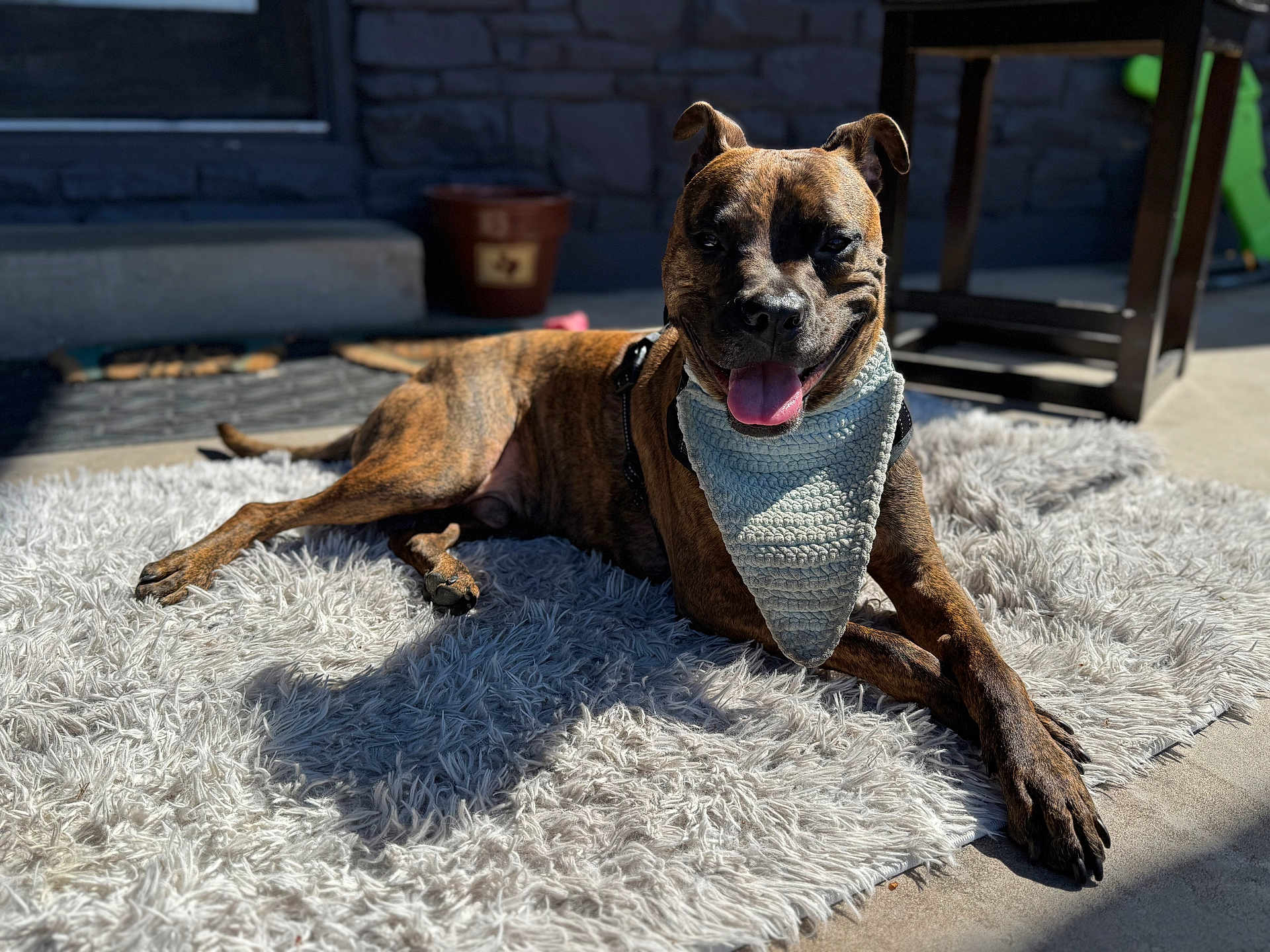 Scooby is registered to the contest to win money with this photo: dog, brindle_dog, pet, bandana, tongue_out, happy, lying_down, fluffy_rug, porch, sunlight, shadow, paws, collar, harness, close_up, outdoor, relaxed, smiling, texture, home