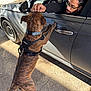 Scooby is registered to the contest to win money with this photo: dog, person, car, leash, harness, side_view_mirror, door_handle, pavement, standing, petting, glasses, braided_hair, brindle_coat, shadow, urban, outdoor, interaction, front_wheel, car_interior, window