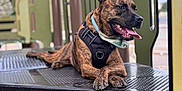 Scooby joined the competition — help win amazing prizes! dog, brindle_coat, harness, bandana, playground, play_structure, platform, paws, tongue_out, panting, pet, outdoor, metal_surface, close_up, portrait, happy, canine, resting, collar, adventure