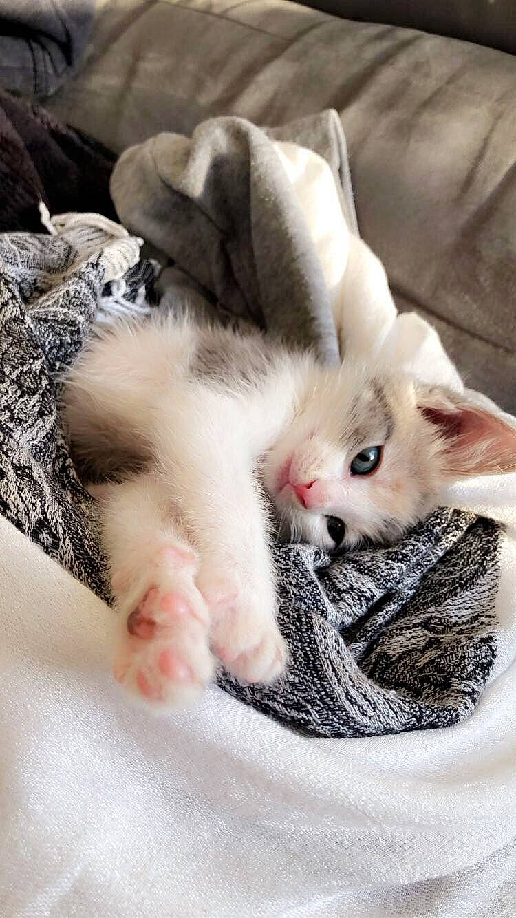 Burpees participe au concours pour gagner de l'argent avec cette photo : asian, burmilla, carnivore, cat, claw, domestic_short_haired_cat, ear, fawn, felidae, fur, kitten, mammal, paw, polydactyl_cat, small_to_medium_sized_cats, turkish_angora, turkish_van, whiskers