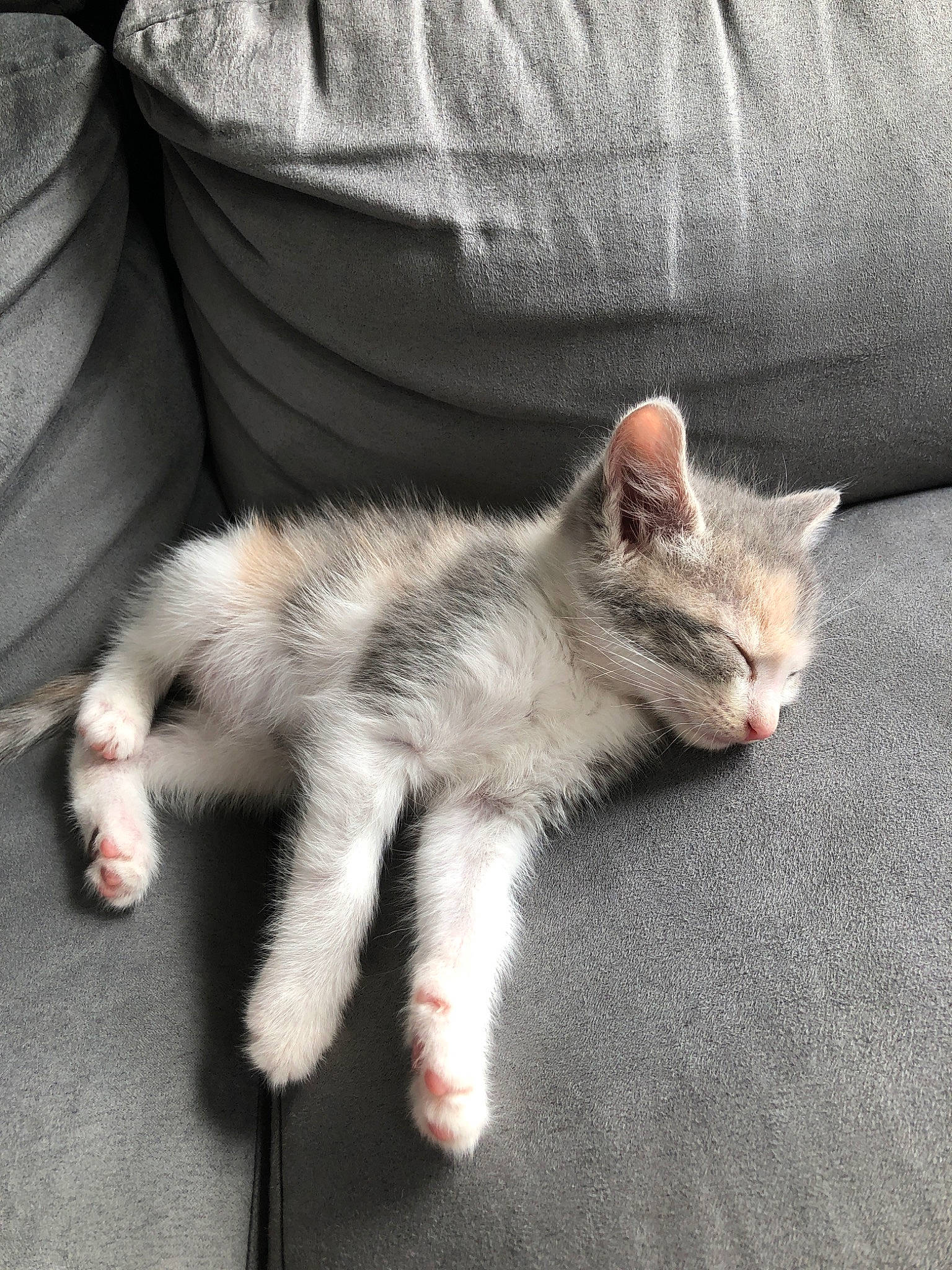 Burpees participe au concours pour gagner de l'argent avec cette photo : aegean_cat, asian, carnivore, cat, claw, domestic_short_haired_cat, european_shorthair, facial_expression, felidae, fur, kitten, mammal, ojos_azules, polydactyl_cat, skin, small_to_medium_sized_cats, tabby_cat, tail, vertebrate, whiskers