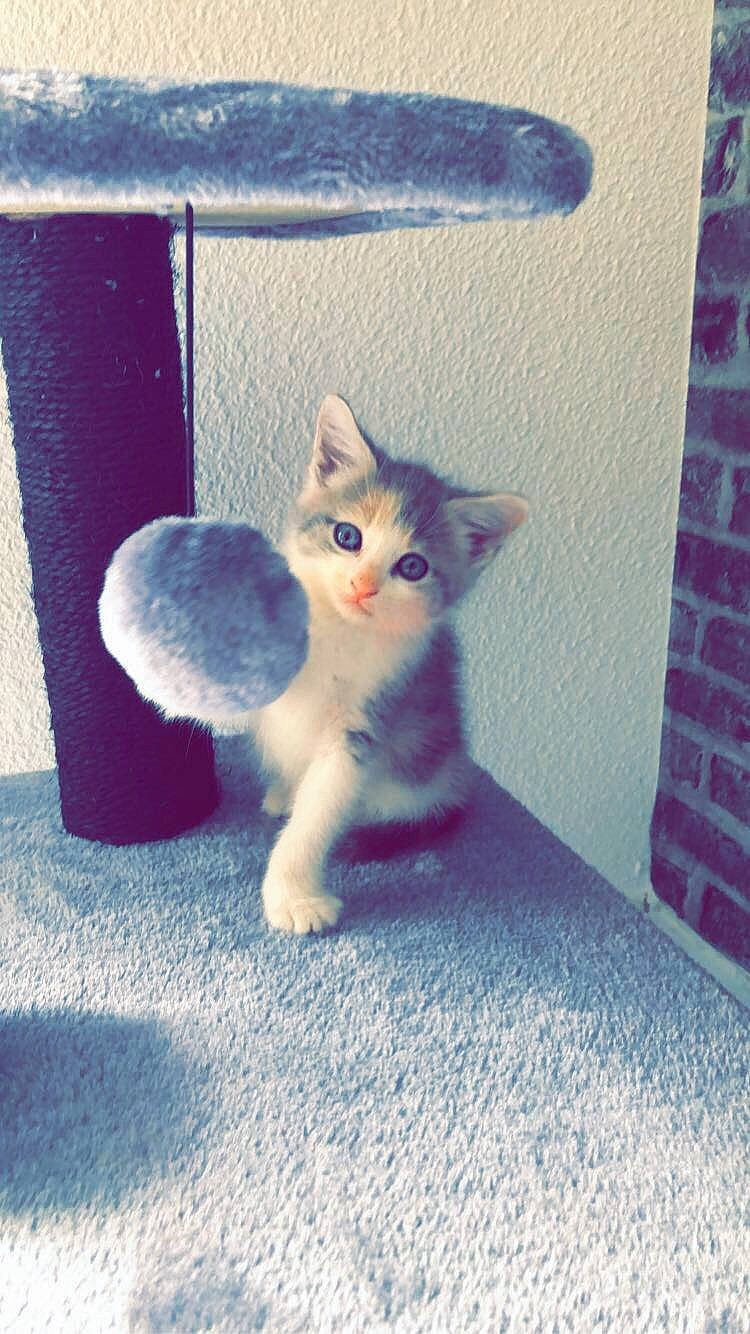 Burpees a rejoint le concours — aidez-le/la à gagner de superbes lots ! aegean_cat, american_wirehair, asian, carnivore, cat, domestic_short_haired_cat, european_shorthair, fawn, felidae, fur, kitten, ojos_azules, paw, polydactyl_cat, small_to_medium_sized_cats, tail, whiskers