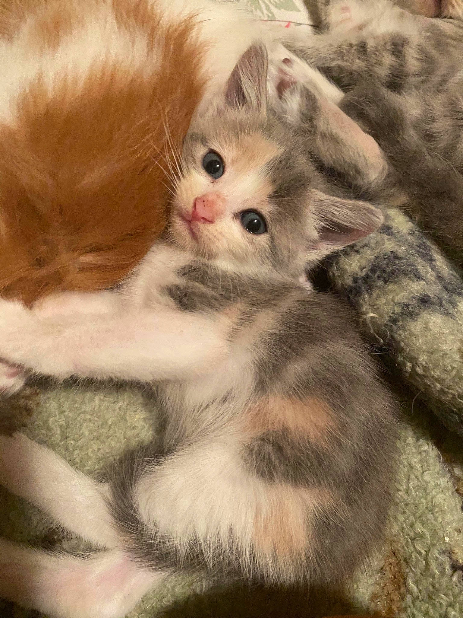 Burpees participe au concours pour gagner de l'argent avec cette photo : american_curl, asian, british_semi_longhair, carnivore, cat, domestic_long_haired_cat, european_shorthair, fawn, felidae, fur, kitten, mammal, norwegian_forest_cat, polydactyl_cat, ragamuffin, siberian, small_to_medium_sized_cats, turkish_angora, vertebrate, whiskers