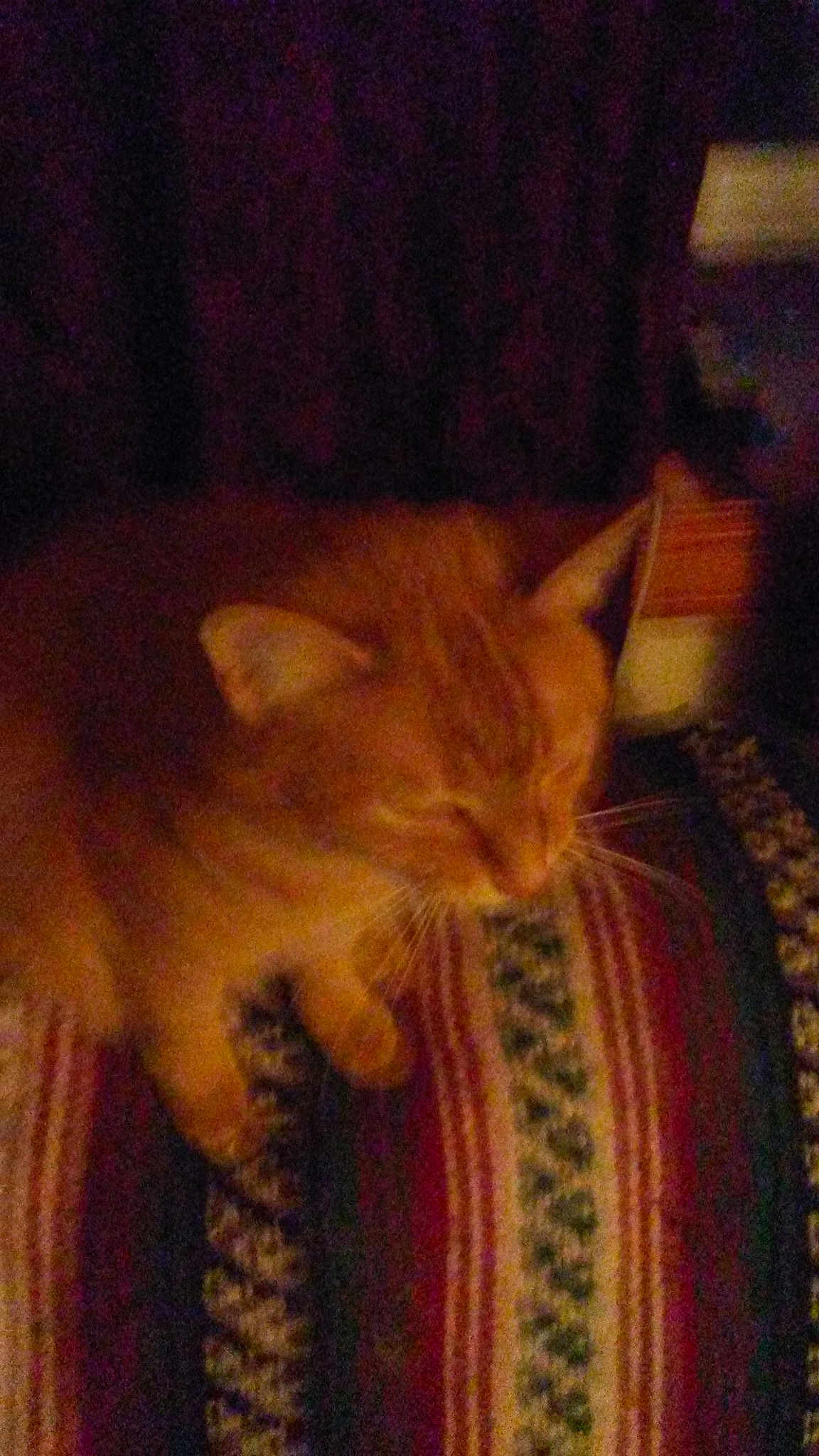 Tabby