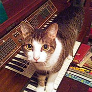Boots is registered to the contest to win money with this photo: cat, cat_like_mammal, domestic_short_haired_cat, european_shorthair, flooring, keyboard, kitten, musical_instrument, piano, small_to_medium_sized_cats, technology, whiskers