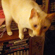 Cloudie is registered to the contest to win money with this photo: carnivoran, cat, cat_like_mammal, kitten, small_to_medium_sized_cats, snout, tail, whiskers
