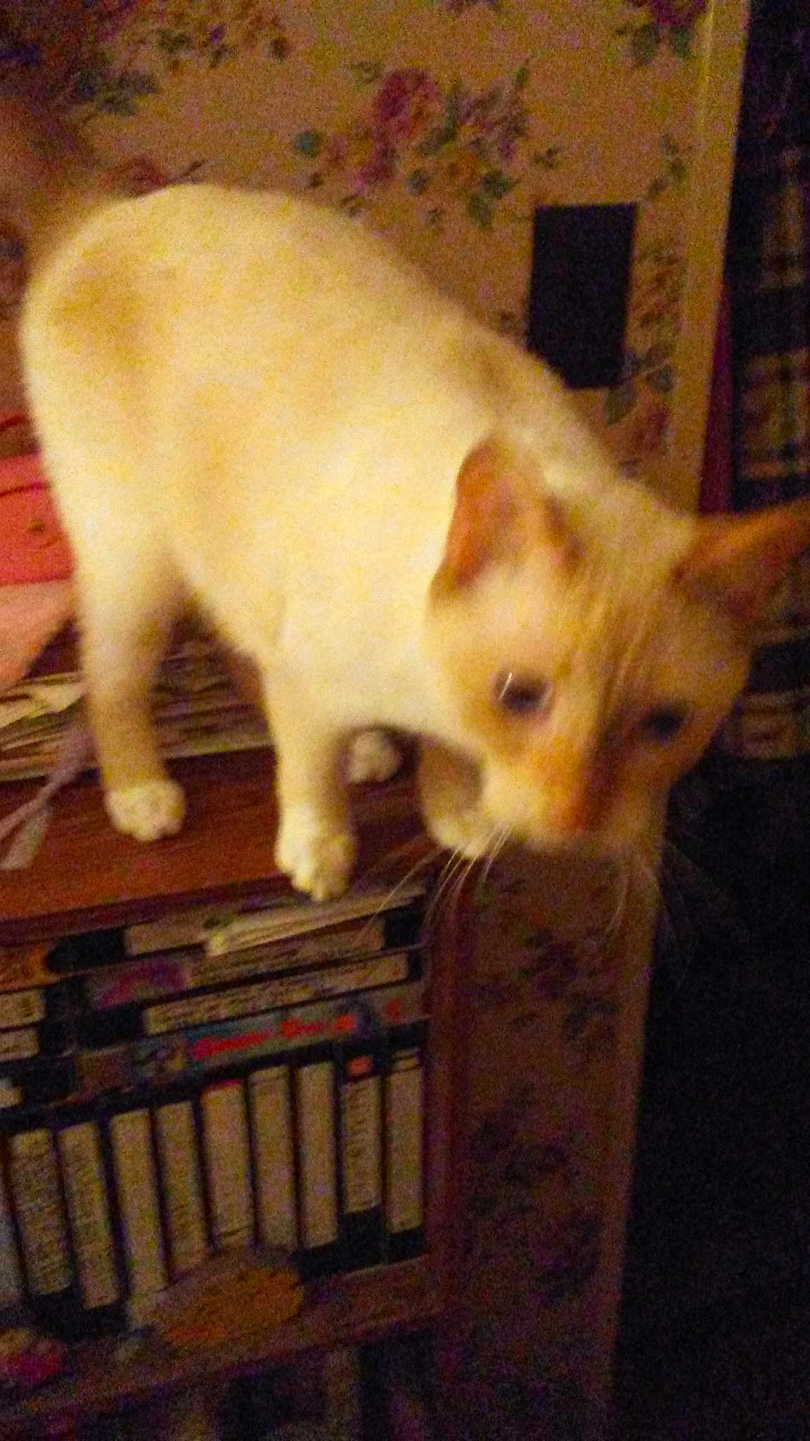 Cloudie