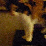 Babykitty is registered to the contest to win money with this photo: carnivoran, cat, cat_like_mammal, darkness, floor, flooring, kitten, mammal, small_to_medium_sized_cats, snapshot, vertebrate, whiskers