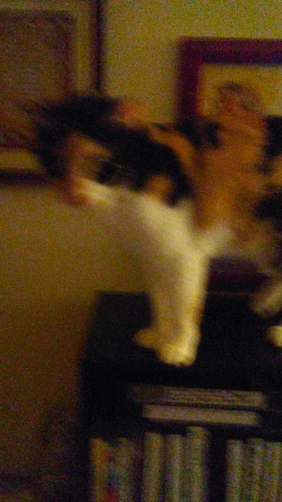 Babykitty