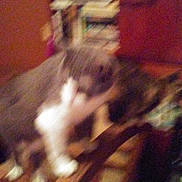 Munckin And Frisky is registered to the contest to win money with this photo: carnivoran, cat, cat_like_mammal, dog_like_mammal, floor, mammal, skin, small_to_medium_sized_cats, snout, vertebrate, whiskers