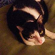 Socks joined the competition — help win amazing prizes! carnivoran, cat, cat_like_mammal, domestic_short_haired_cat, kitten, mammal, small_to_medium_sized_cats, whiskers