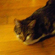 Spot is registered to the contest to win money with this photo: carnivoran, cat, cat_like_mammal, domestic_short_haired_cat, fauna, floor, flooring, kitten, mammal, small_to_medium_sized_cats, tail, vertebrate, whiskers