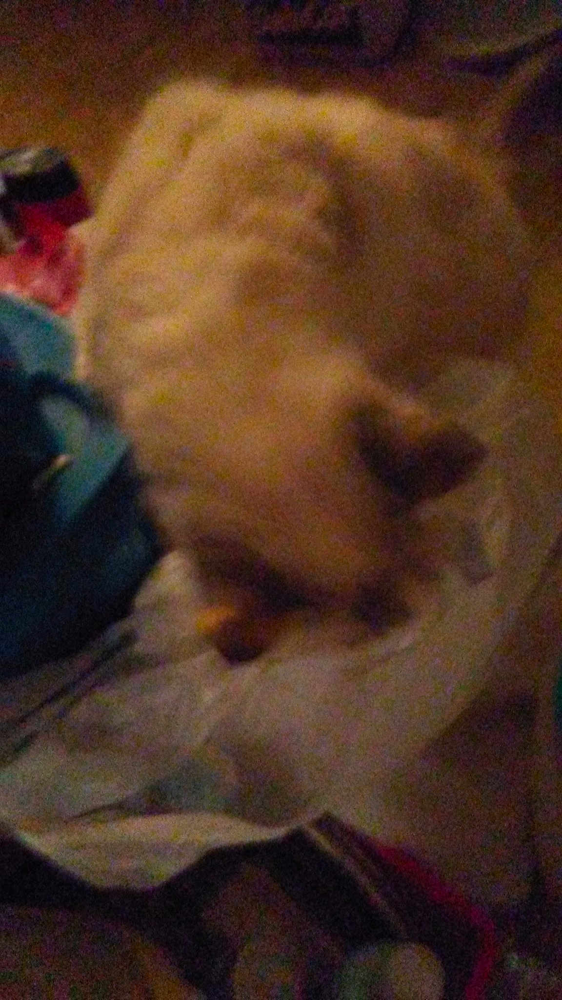 Snowball