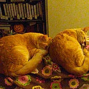 Buddy And Baby joined the competition — help win amazing prizes! carnivoran, cat, cat_like_mammal, kitten, mammal, small_to_medium_sized_cats, vertebrate, whiskers