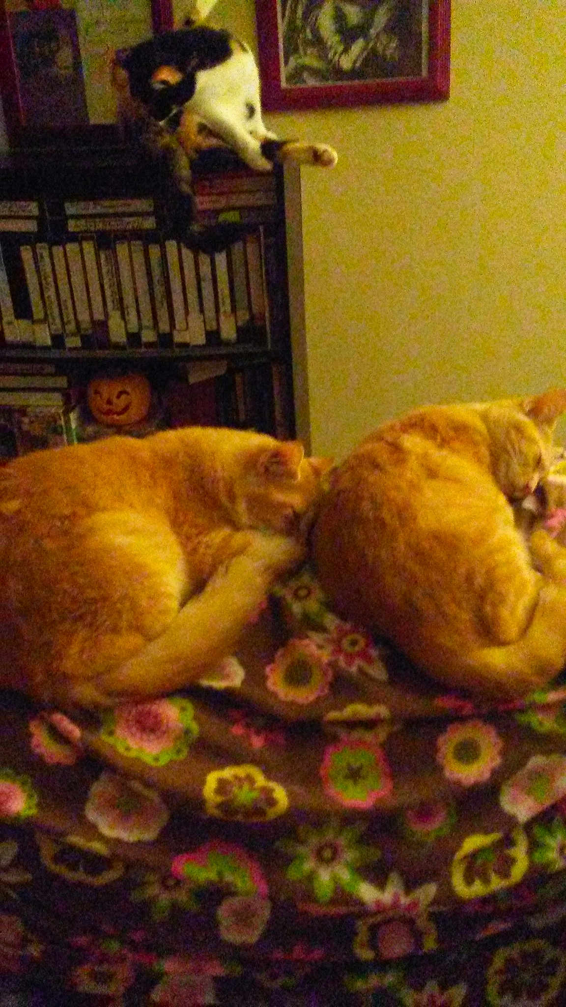 Buddy And Baby