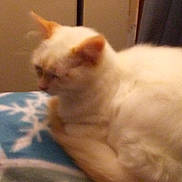 Puffy joined the competition — help win amazing prizes! carnivoran, cat, cat_like_mammal, domestic_short_haired_cat, kitten, small_to_medium_sized_cats, snout, whiskers