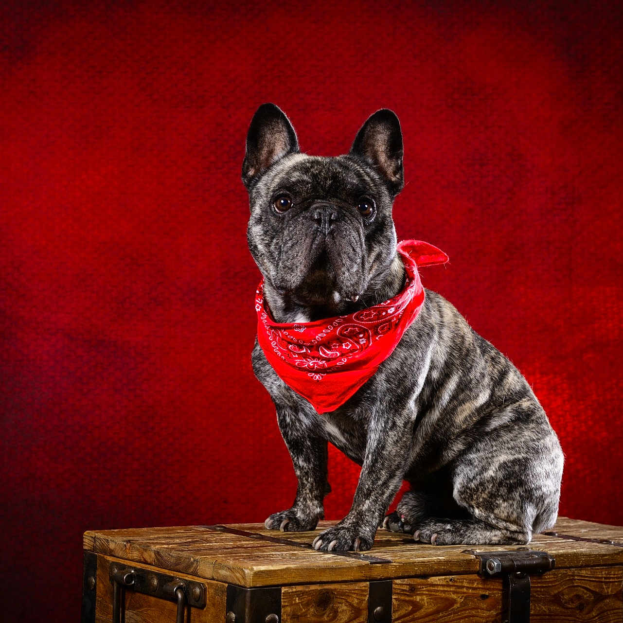 Topaz participe au concours pour gagner de l'argent avec cette photo : accessories, animal, bandana, box, boxer, bulldog, canine, clothing, crate, dog, frenchbulldog, furniture, hardwood, headband, pet, pitbull, pug, puppy, scarf, wood