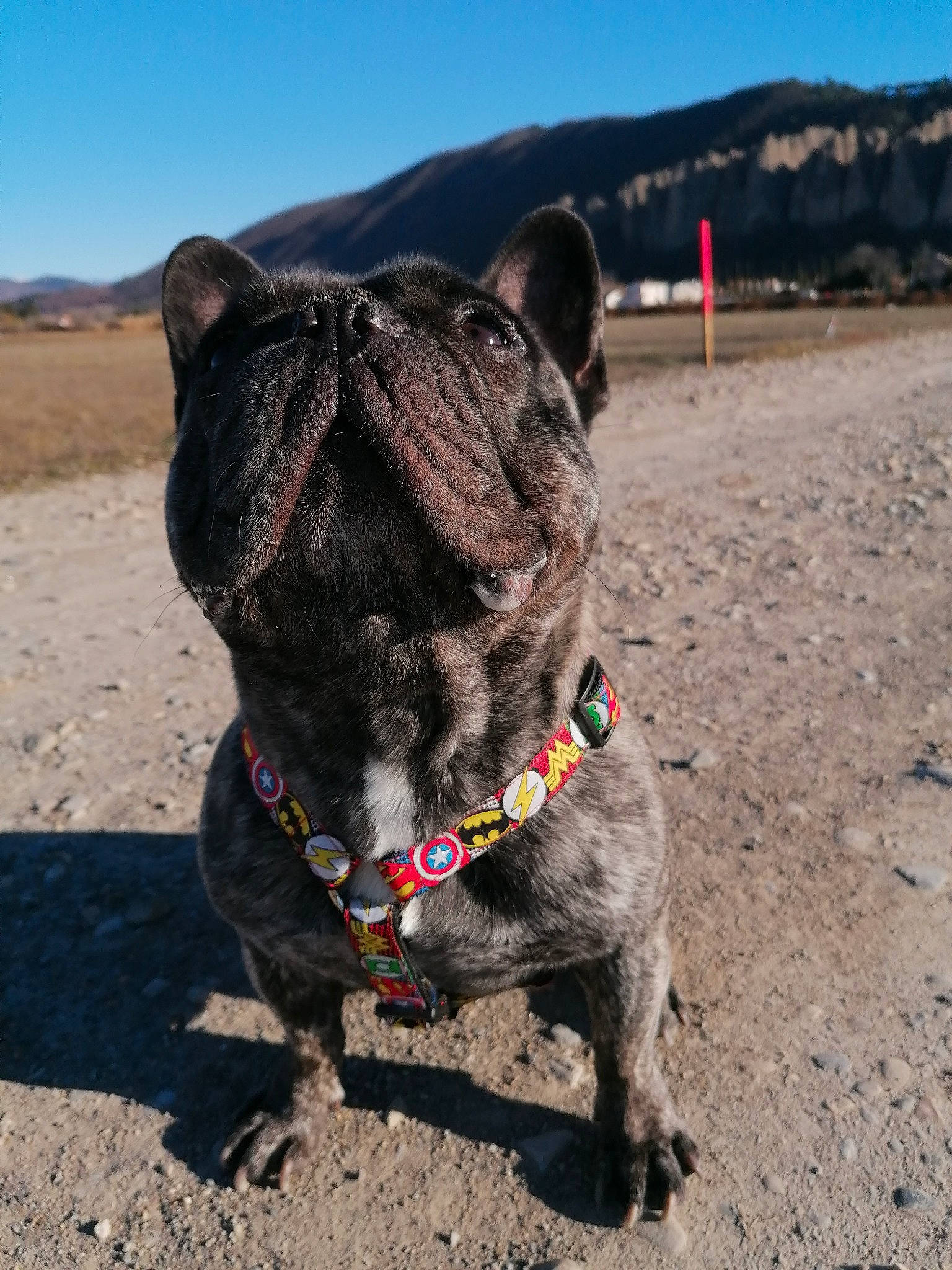 Topaz participe au concours pour gagner de l'argent avec cette photo : canidae, carnivore, collar, companion_dog, dog, dog_breed, dog_collar, electric_blue, eye, fawn, landscape, leash, liver, pet_supply, sky, snout, sporting_group, terrestrial_animal, whiskers, working_animal