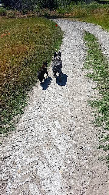 Chipie a rejoint le concours — aidez-le/la à gagner de superbes lots ! asphalt, automotive_tire, carnivore, dog_breed, grass, grassland, landscape, plant, road, road_surface, rolling, shadow, shrub, sidewalk, sitting, soil, sporting_group, tar, tints_and_shades, tree