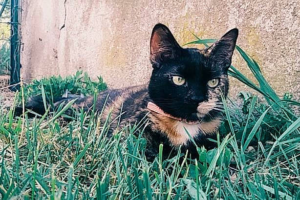 Chipie a rejoint le concours — aidez-le/la à gagner de superbes lots ! black_cat, carnivore, cat, domestic_short_haired_cat, electric_blue, felidae, fur, grass, monochrome_photography, plant, shadow, sitting, small_to_medium_sized_cats, snout, soil, tail, terrestrial_animal, tree, whiskers, wildlife