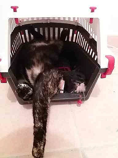 Chipie participe au concours pour gagner de l'argent avec cette photo : automotive_tire, black_cat, bombay, canidae, carnivore, cat, cat_supply, comfort, dog_breed, domestic_short_haired_cat, felidae, fur, hardwood, magenta, room, small_to_medium_sized_cats, sporting_group, tail, vehicle, whiskers