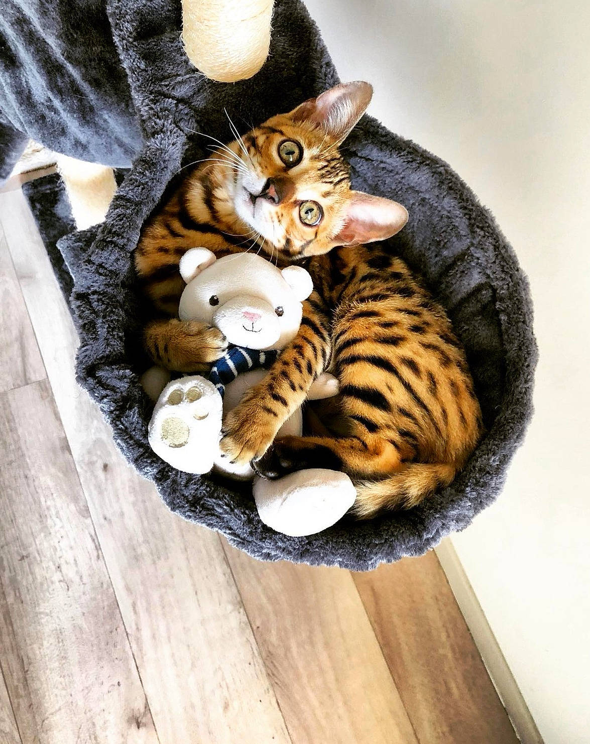 Lila a rejoint le concours — aidez-le/la à gagner de superbes lots ! carnivore, cat, comfort, domestic_short_haired_cat, fawn, felidae, foot, fur, hardwood, mammal, paw, sleeve, small_to_medium_sized_cats, snout, tail, toy, tree, vertebrate, whiskers, wood