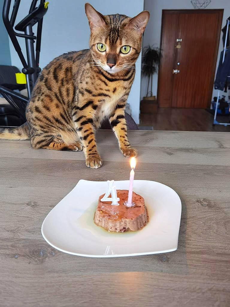 Lila a rejoint le concours — aidez-le/la à gagner de superbes lots ! baked_goods, birthday_cake, birthday_candle, cake, cake_decorating, cake_decorating_supply, candle, carnivore, cat, cuisine, cup, dish, felidae, food, ingredient, plate, small_to_medium_sized_cats, table, tableware, whiskers