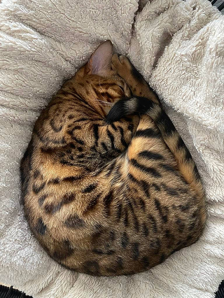 Lila participe au concours pour gagner de l'argent avec cette photo : carnivore, cat, cat_bed, comfort, fawn, felidae, fur, natural_material, pattern, small_to_medium_sized_cats, snout, terrestrial_animal, whiskers, wildlife