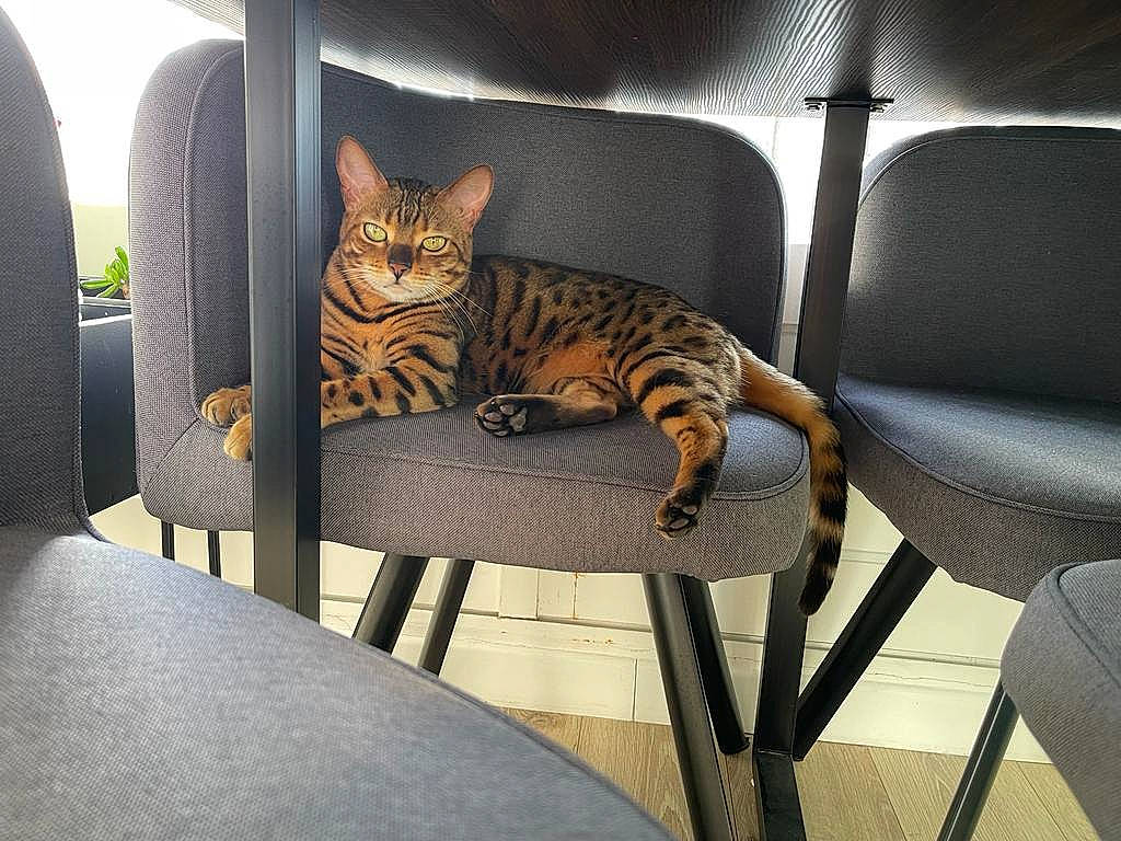 Lila participe au concours pour gagner de l'argent avec cette photo : armrest, automotive_tire, carnivore, cat, chair, comfort, felidae, furniture, grass, grey, interior_design, outdoor_furniture, plant, small_to_medium_sized_cats, table, tail, tree, whiskers, window, wood