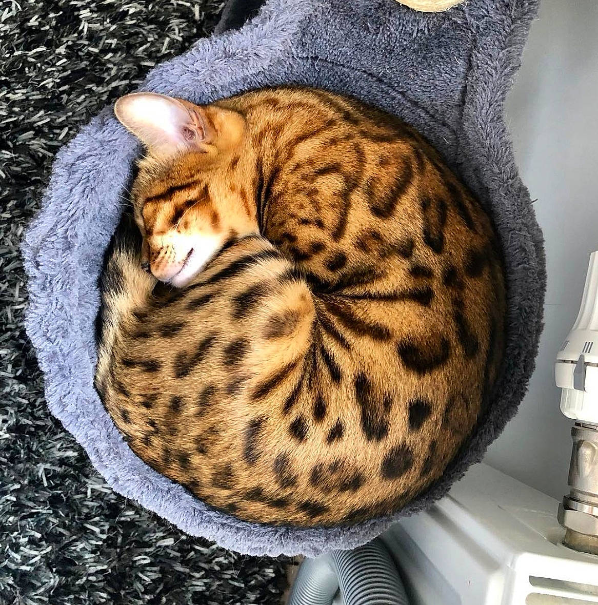 Lila a rejoint le concours — aidez-le/la à gagner de superbes lots ! brown, carnivore, cat, cat_bed, cat_supply, comfort, domestic_short_haired_cat, fawn, felidae, fur, gas, home_appliance, kitchen_appliance, natural_material, pattern, small_to_medium_sized_cats, snout, tail, terrestrial_animal, whiskers