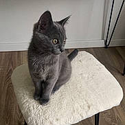 Mochi participe au concours pour gagner de l'argent avec cette photo : cat, kitten, gray_cat, fluffy, stool, furniture, wood_floor, indoor, curious, pet, animal, domestic_cat, cushion, modern, cabinet, geometric_pattern, sitting, feline, young_cat, side_view