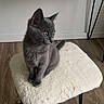 cat, kitten, gray_cat, fluffy, stool, furniture, wood_floor, indoor, curious, pet, animal, domestic_cat, cushion, modern, cabinet, geometric_pattern, sitting, feline, young_cat, side_view