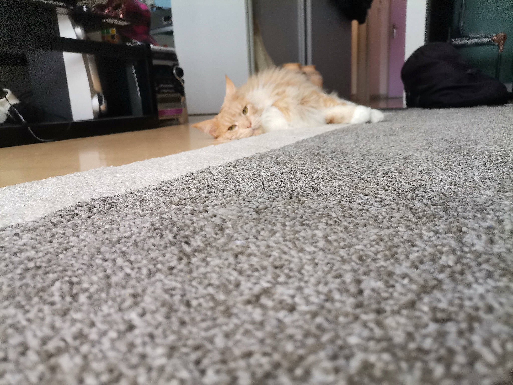 Aurora participe au concours pour gagner de l'argent avec cette photo : asphalt, carpet, cat, comfort, companion_dog, felidae, floor, flooring, fur, grey, hardwood, linens, mammal, road_surface, room, small_to_medium_sized_cats, tail, vertebrate, whiskers, wood