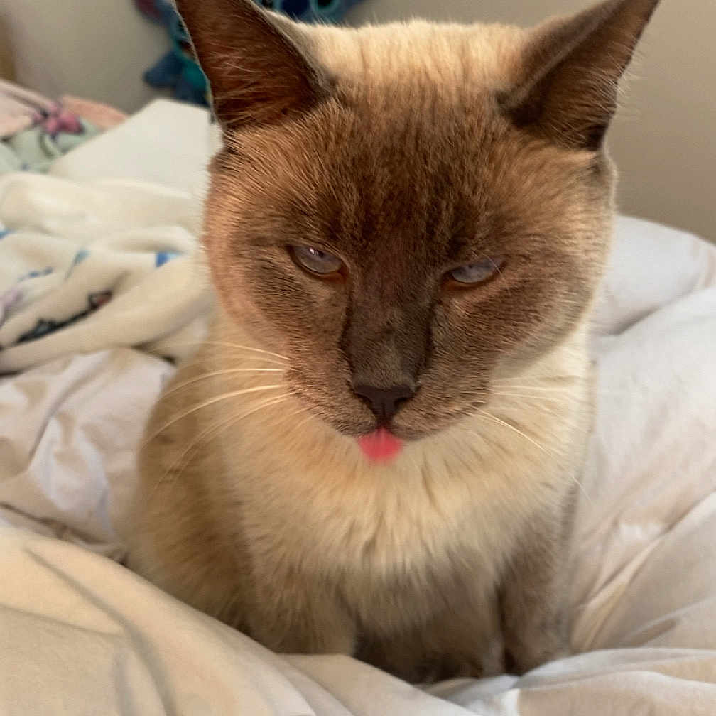 Tornad a rejoint le concours — aidez-le/la à gagner de superbes lots ! cat, siamese_cat, pet, animal, feline, portrait, close_up, tongue_out, bed, bedding, bedroom, indoors, blanket, cream_colored, brown, blue_eyes, ears, whiskers, stitch_plushie, mirror