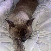 Tornad participe au concours pour gagner de l'argent avec cette photo : cat, sleeping, bed, comforter, bedding, white, brown, seal_point, feline, pet, indoors, cozy, resting, stretching, paw, whiskers, ears, fur, portrait, relaxation