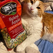 Cheezer joined the competition — help win amazing prizes! abyssinian, animal, cat, couch, food, fruit, furniture, herbal, herbs, kitten, laundry, lunch, manx, meal, pet, plant, pottedplant, produce, quilt, snack