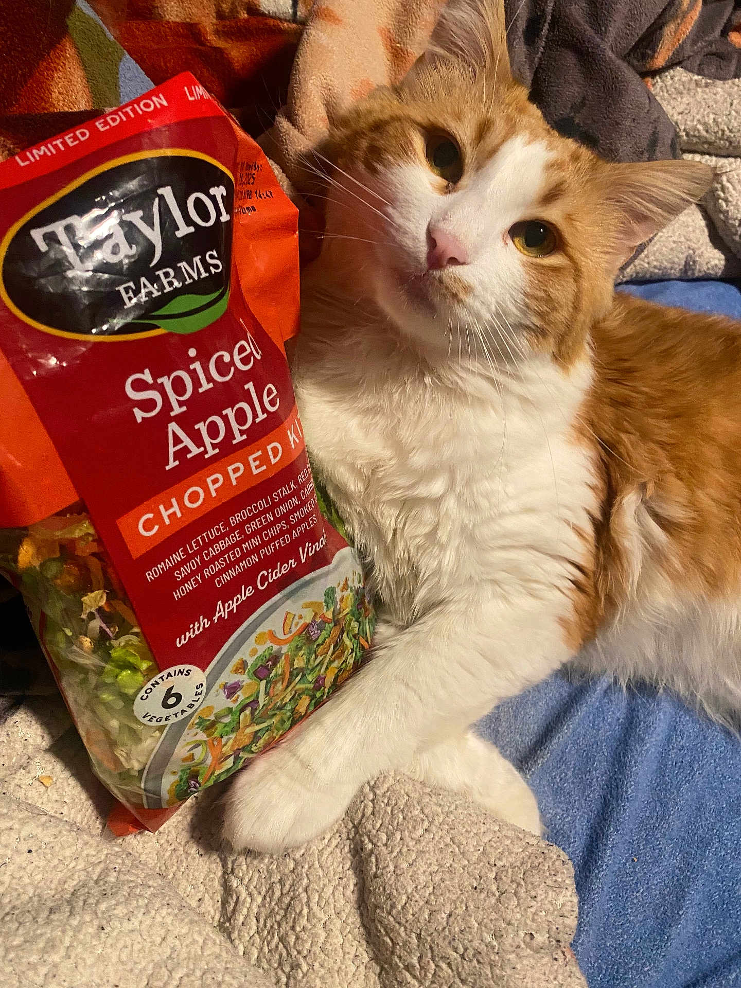 Cheezer joined the competition — help win amazing prizes! abyssinian, animal, cat, couch, food, fruit, furniture, herbal, herbs, kitten, laundry, lunch, manx, meal, pet, plant, pottedplant, produce, quilt, snack