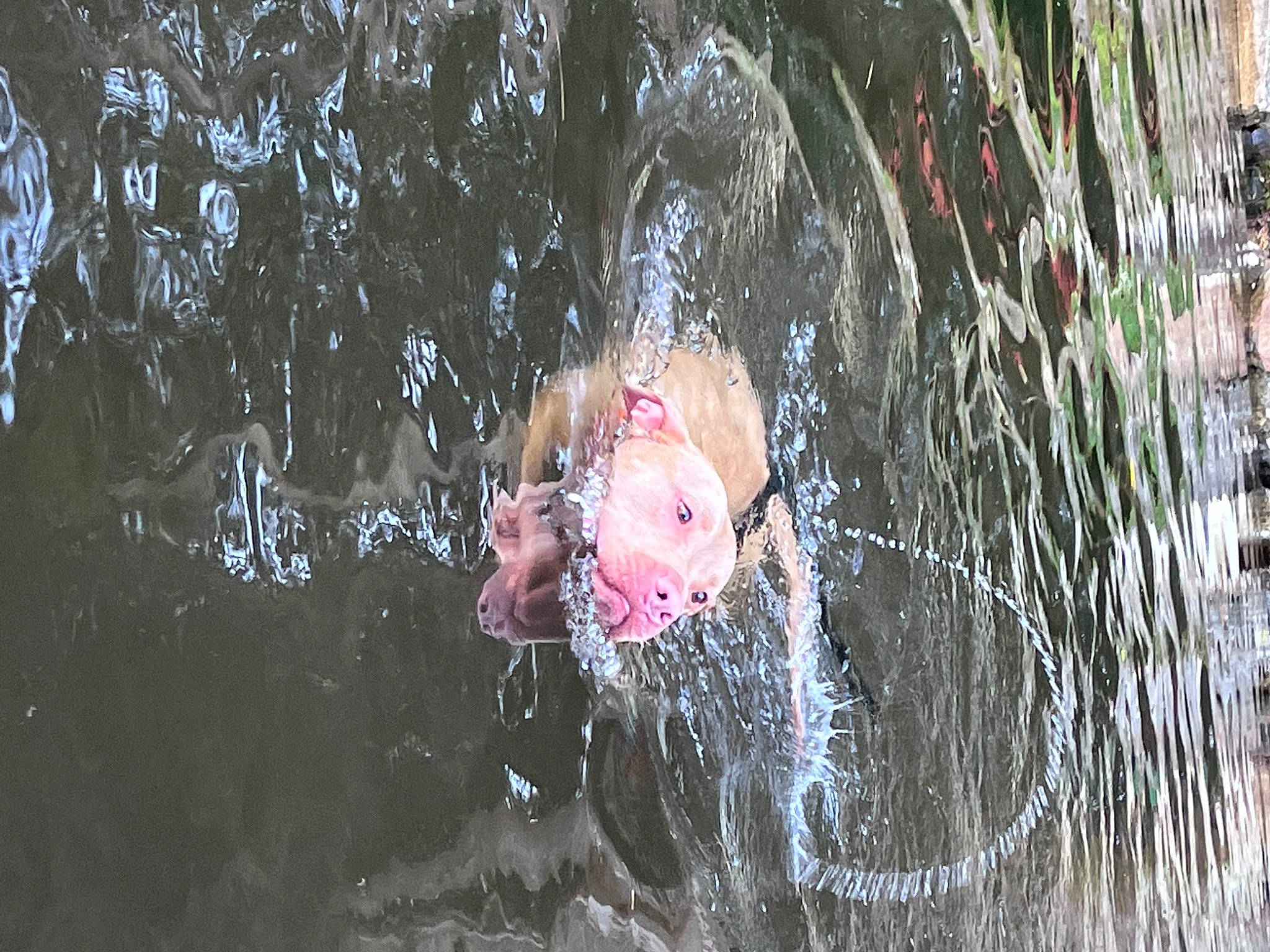 Chevy joined the competition — help win amazing prizes! adventure, bathing, drop, forest, fountain, fun, grass, human_body, leisure, people_in_nature, personal_protective_equipment, plant, recreation, reflection, rock, stream, tree, water, water_feature, watercourse