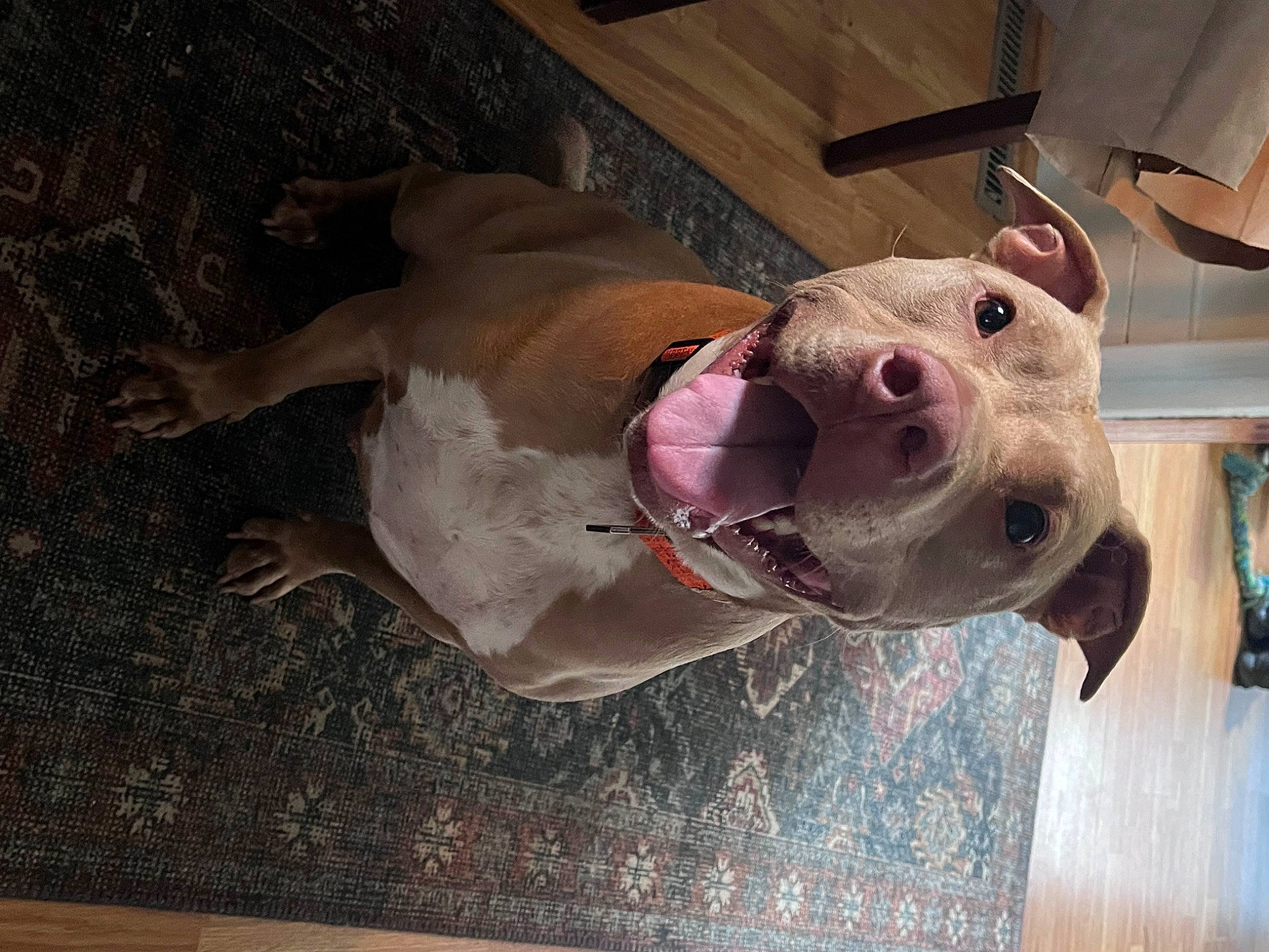 Chevy is registered to the contest to win money with this photo: canidae, carnivore, collar, companion_dog, dog, dog_breed, dog_collar, dog_supply, ear, fawn, flesh, flooring, fur, jaw, liver, pet_supply, snout, sporting_group, wood, working_animal