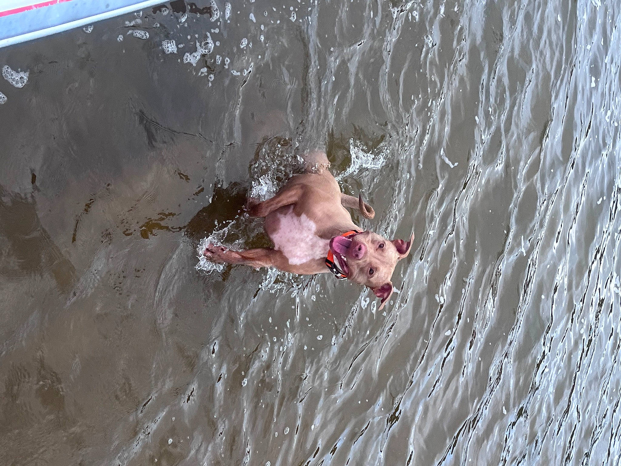 Chevy is registered to the contest to win money with this photo: barechested, barefoot, bathing, beach, fluid, fun, lake, leisure, ocean, personal_protective_equipment, recreation, shorts, sunglasses, surface_water_sports, swimwear, tree, vacation, water, wave, wind_wave