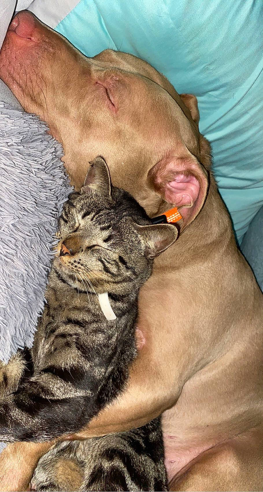 Chevy joined the competition — help win amazing prizes! canidae, carnivore, cat, comfort, dog_breed, domestic_short_haired_cat, ear, fawn, felidae, fur, liver, mammal, paw, small_to_medium_sized_cats, snout, terrestrial_animal, vertebrate, whiskers, wildlife, wrinkle