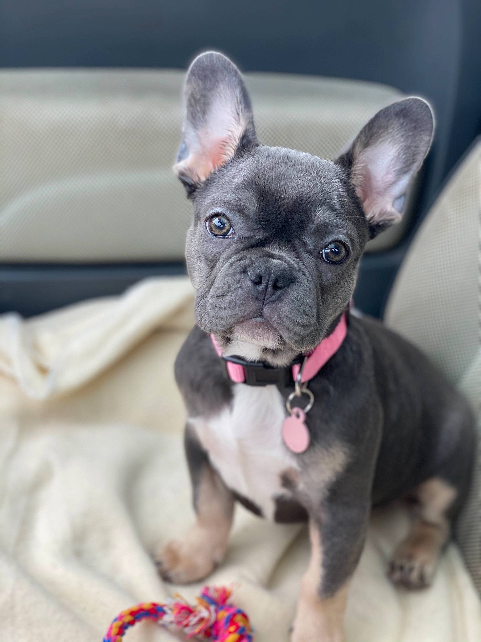 Roma a rejoint le concours — aidez-le/la à gagner de superbes lots ! canidae, carnivore, collar, dog, dog_breed, dog_collar, dog_supply, fawn, french_bulldog, grey, jaw, mammal, neck, pet_supply, pink, skin, snout, toy_dog, whiskers, working_animal