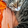 Talitha participe au concours pour gagner de l'argent avec cette photo : animal, blanket, cat, closeup, comfort, cozy, cute, domestic_cat, fur, indoor, nap, orange, pet, relaxation, resting, sleeping, soft, striped, tabby, whiskers