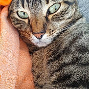 Talitha a rejoint le concours — aidez-le/la à gagner de superbes lots ! animal, cat, close_up, cozy, cute, domestic_animal, feline, fur, gray_fabric, green_eyes, indoor, mammal, orange_fabric, pet, portrait, relaxed, resting, sleepy, tabby_cat, whiskers