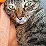 animal, cat, close_up, cozy, cute, domestic_animal, feline, fur, gray_fabric, green_eyes, indoor, mammal, orange_fabric, pet, portrait, relaxed, resting, sleepy, tabby_cat, whiskers