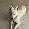 Frimousse a rejoint le concours — aidez-le/la à gagner de superbes lots ! alert, animal, canine, companion, cute, dog, domestic_animal, ears, floor, friendly, fur, indoor, laying_down, looking_up, mammal, pet, resting, tongue, white_dog, wooden_floor