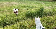 Frimousse a rejoint le concours — aidez-le/la à gagner de superbes lots ! animal, brown_cow, cow, curious, dog, farm, field, grass, greenery, house, leash, meadow, nature, outdoor, pasture, pet, rural, sunset, trees, white_dog