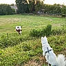 animal, brown_cow, cow, curious, dog, farm, field, grass, greenery, house, leash, meadow, nature, outdoor, pasture, pet, rural, sunset, trees, white_dog