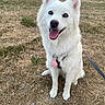 animal, canine, daylight, dog, ears, friendly, fur, grass, happy, leash, mammal, nature, outdoor, park, pet, playful, sitting, tag, tongue, white_dog