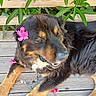 dog, flower, wooden_deck, outdoor, green_leaves, sunlight, pet, animal, relaxing, fluffy, nature, pink_flower, fur, canine, summer, resting, leafy, closeup, daytime, happy